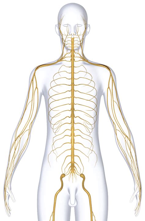 Download Nervous System Dubai Nerve Transparent Png Download Seekpng