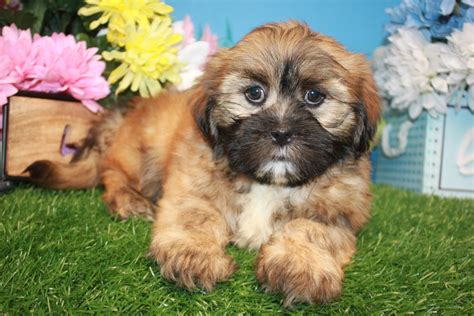 Lhasa Apso Puppies For Sale Long Island Puppies