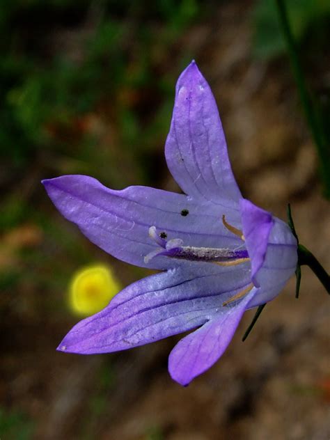 Campanule Fauss Raiponse Fleur De La Vesubie Alpes Maritim Flickr