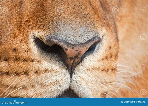 Nose of a lion stock photo. Image of muzzle, lion, mammal - 30191804