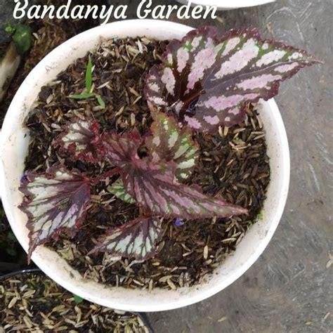 Jual BantingHarga Tanaman Hias Begonia Zig Zag Rex Hybrid Helen