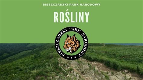 Bieszczadzki Park Narodowy Ro Liny Charakterystyczne Chronione