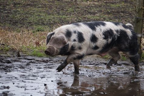 Zu Besuch Im Tierpark Nordhorn Neuer Eber Bei Den Bunten Bentheimer