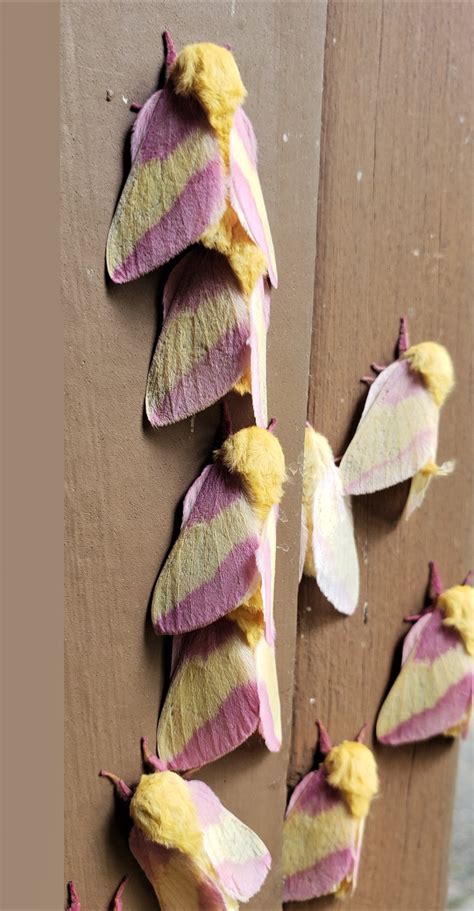 Hundreds Of Rosy Maple Moths Gather On The Public Rhamphotheca