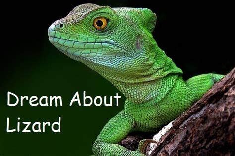 Dream About A Lizard Biblical Message And Spiritual Meaning