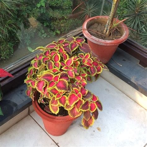 Plants For North Facing Balcony Garden