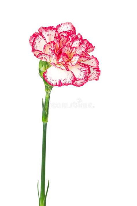 Long Stem Carnations White Stock Photos Free And Royalty Free Stock