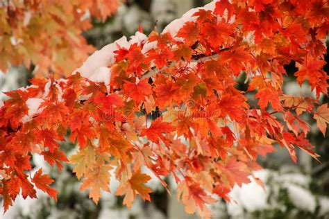 Sugar Maple Tree Branch With Fresh Snow Stock Image Image Of Natural