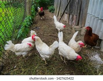 Poultry Yard Naked Neck Breed Chicken Stock Photo Shutterstock