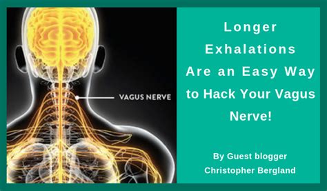 Longer Exhalations Are An Easy Way To Hack Your Vagus Nerve Vagus