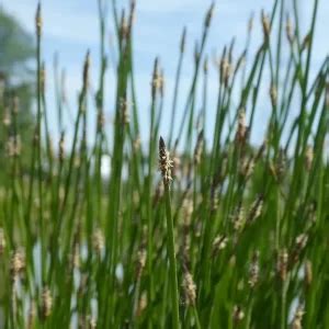 Eleocharis Palustris Junco Palustre Plantas Acu Ticas