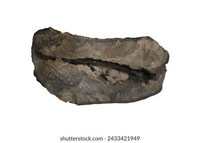 Oil Shale Rock Isolated On White Stock Photo 2433421949 | Shutterstock