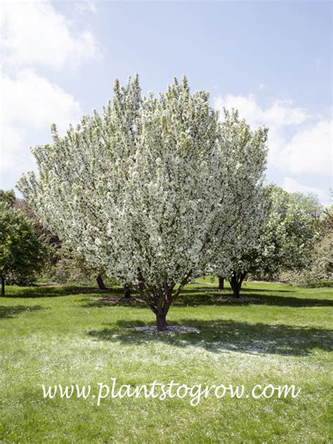 Golden Raindrops Crabapple Malus Plants To Grow Plants Database By