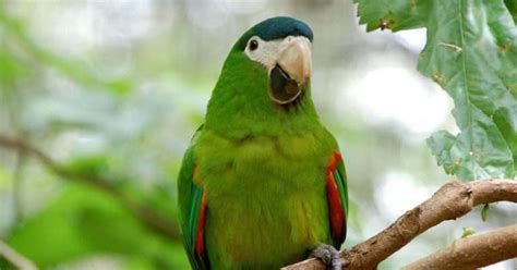 Macaw Lifespan: How Long Do Macaws Live? - Beakful Of Birds