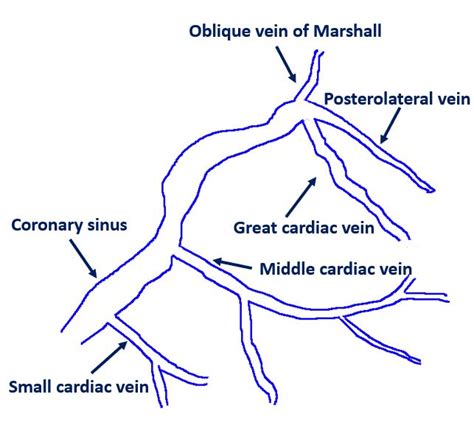 Coronary venous circulation – All About Cardiovascular System and Disorders