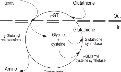 The γ glutamyl cycle an essential pathway for the cell to maintain