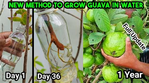 Air Layering In Water Guava Tree Propagation New Method Year