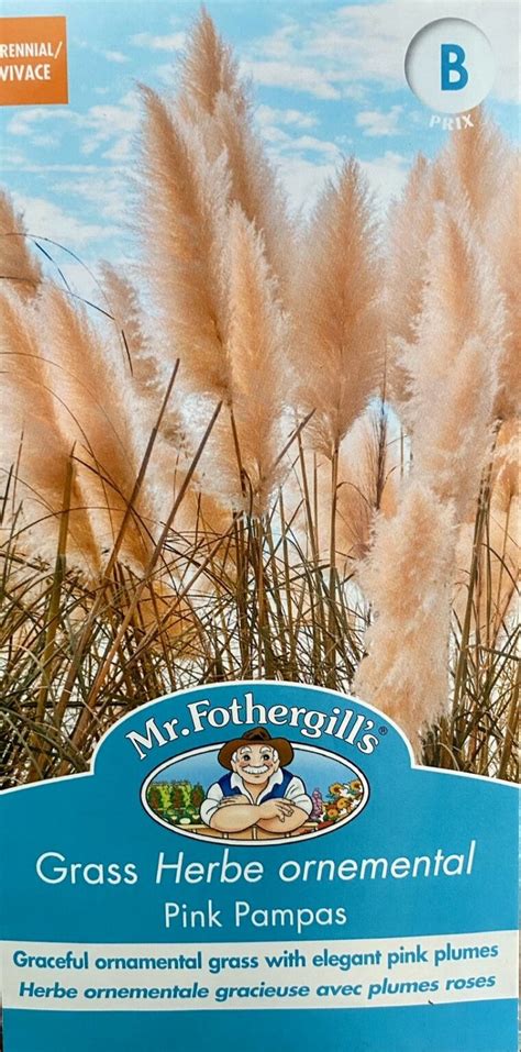 Mr F Pink Pampas Grass Kiwi Nurseries Ltd