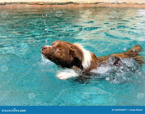 Border Collie Swim Stock Image Image Of Paddle Swim 204950897