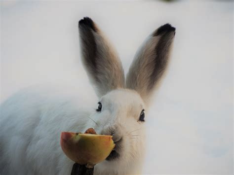 Ruudun Takaa The Easter Bunny Is Real TaleOfJoy Flickr