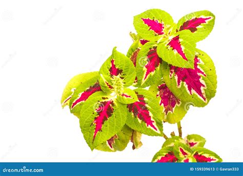 Coleus Plant Flower Close Up On White Background Stock Image Image Of