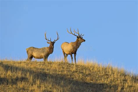 Bull Elk Standing On Top Of A Hill Stock Image Image Of Portrait