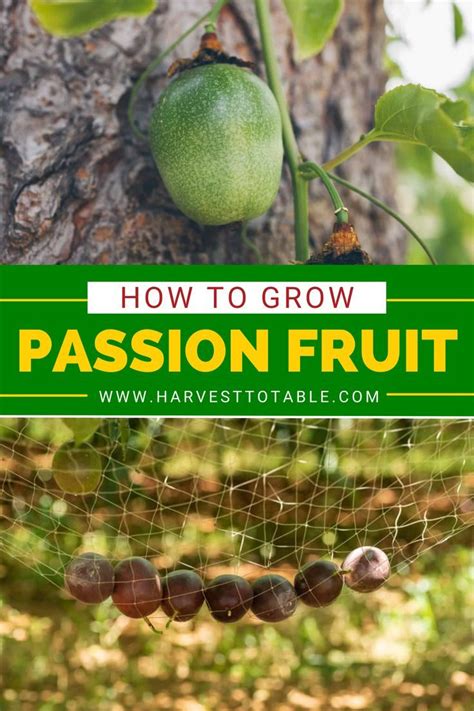 Passion Fruit Growing On A Tree With Text Overlay How To Grow Passion Fruit