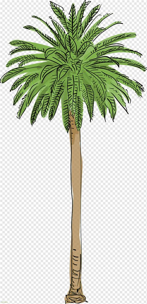 Descargar Png Palmera Datilera Rbol Planta Arecaceae Hd Png The Best