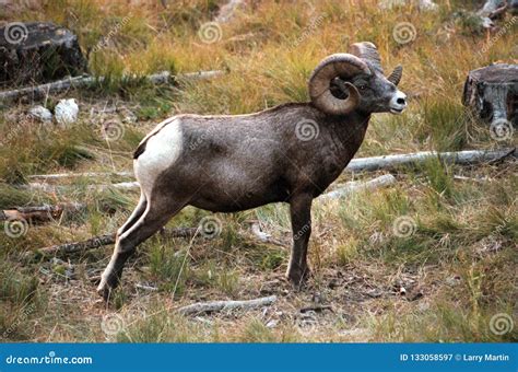 The Bighorn Sheep Ovis Canadensis Royalty-Free Stock Photography | CartoonDealer.com #133058597