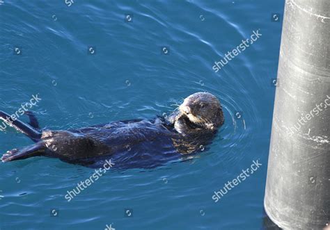 Sea Otter Bay Near Ferry Dock Editorial Stock Photo Stock Image