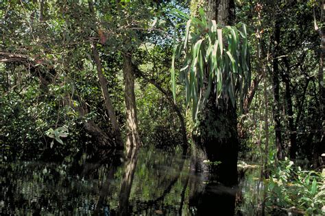 Ameaçados mangues da Amazônia protegem o clima a vida selvagem e