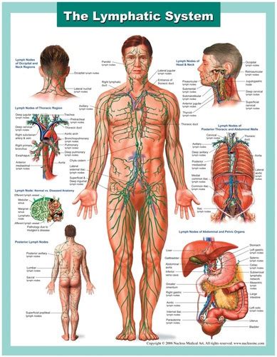 Lab Exercise 35 Lymphatic System Flashcards Quizlet