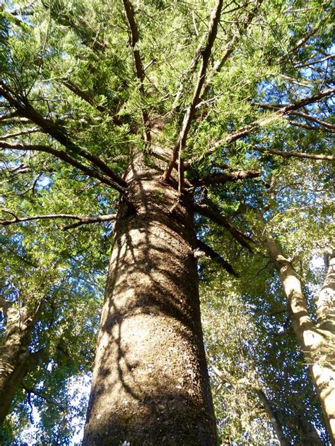 Norfolk Island – Norfolk Island Pine – Travel2Unlimited