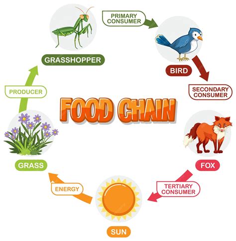 Free Vector | Illustrated Food Chain Diagram