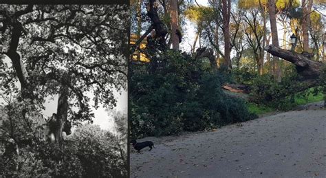 Crolla La Quercia Del Lupo Albero Centenario Di Villa Borghese Era