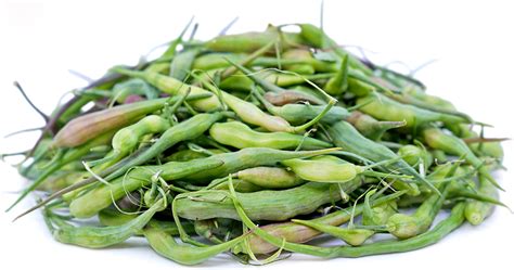 Radish Pods Information And Facts