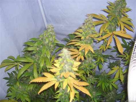 Strain Gallery Skunk Sensi Seeds Pic By