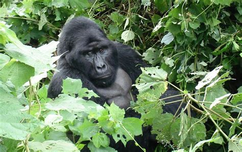 What are the Easiest Gorilla Families to Track | Bwindi Impenetrable ...