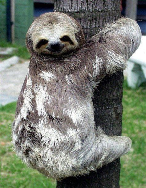 Sloths Hugging