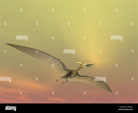 Pteranodon Reptile On Sky Background Stock Photo Alamy