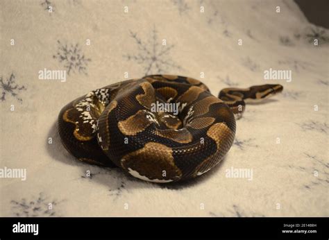 retiles  res stock photography  images alamy