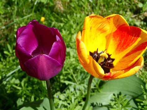 Bakgrundsbilder Natur Ljus Lila Kronblad Sommar Tulpan Orange