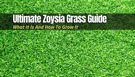 Ultimate Zoysia Grass Guide What It Is And How To Grow It The Backyard Pros