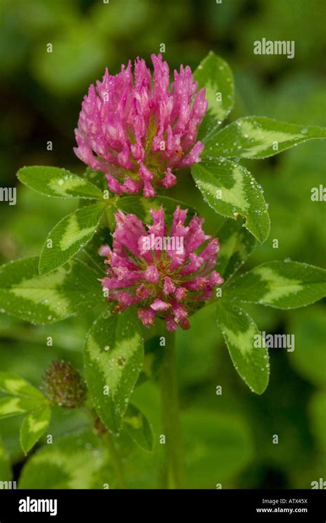 Trifolium Pratense Fotos Und Bildmaterial In Hoher Aufl Sung Alamy