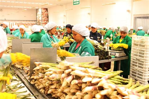 Perú Agroexportaciones Generaron 955771 Puestos De Trabajo A Nivel Nacional Noticias