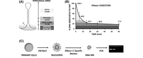 A Structural Properties Of A Naked Dna Loop Attached To The Nuclear