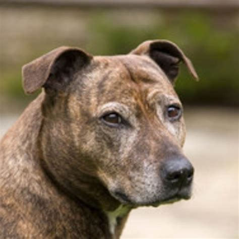 Elevage de Staffordshire Bull Terrier en Île de France