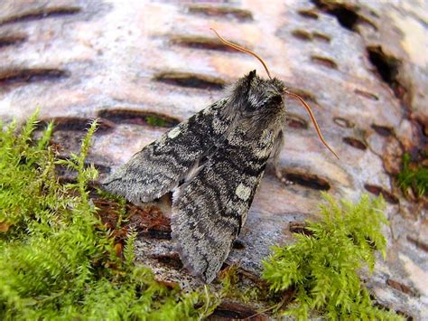 Yellow Horned Adult Ukmoths