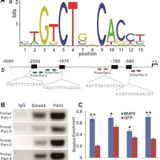 Bmp Induced Expression Of Lncrna Rmst And Construction Of Adenoviral