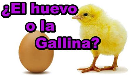 ¿quien Fue Primero El Huevo O La Gallina Youtube